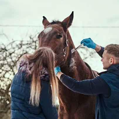 chirurgie générale vétérinaire équins à Cintegabelle en Haute Garonne 31