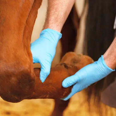 Orthopédie vétérinaire équins à Cintegabelle en Haute Garonne 31