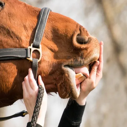 dentisterie équin à Cintegabelle en Haute Garonne 31